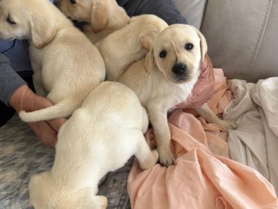 Golden Labrador puppies for sale in Cork