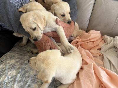 Golden Labrador puppies for sale in Cork