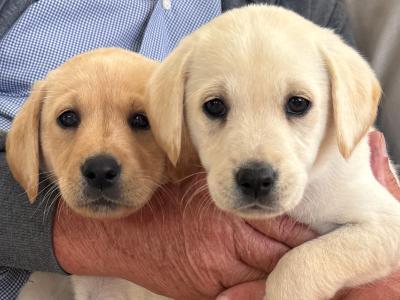 Golden Labrador puppies for sale in Cork