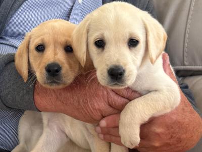 Golden Labrador puppies for sale in Cork