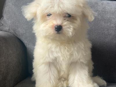 Stunning female Maltese puppy in Limerick