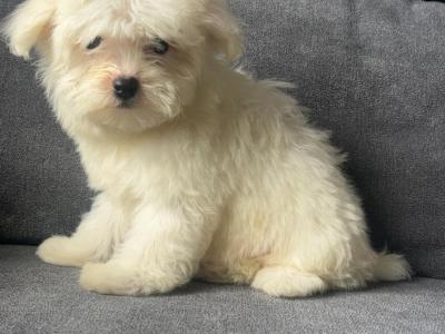 Stunning female Maltese puppy in Limerick
