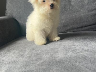 Stunning female Maltese puppy in Limerick