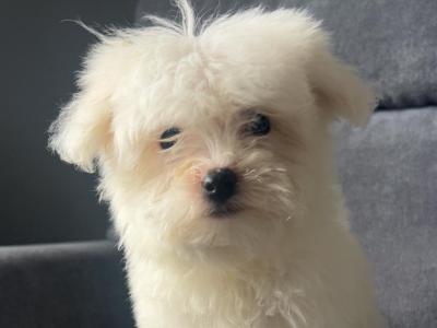Stunning female Maltese puppy in Limerick