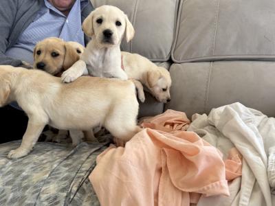 Golden Labrador puppies for sale in Cork