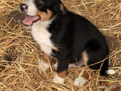 Border Collie Pups 9 weeks old on Aug 23rd BROWN FEMALE GONE