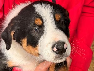 Border Collie Pups 9 weeks old on Aug 23rd BROWN FEMALE GONE
