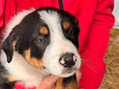 Border Collie puppies in Galway, 9 weeks old on Aug 23rd ONLY TRICOLOUR PUPPY REMAINING
