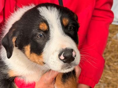 Border Collie puppies in Galway, 9 weeks old on Aug 23rd ONLY TRICOLOUR PUPPY REMAINING