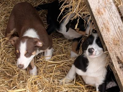 Border Collie Pups 9 weeks old on Aug 23rd BROWN FEMALE GONE