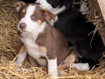 Border Collie Pups 9 weeks old on Aug 23rd BROWN FEMALE GONE