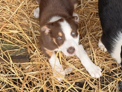 Border Collie Pups 9 weeks old on Aug 23rd BROWN FEMALE GONE