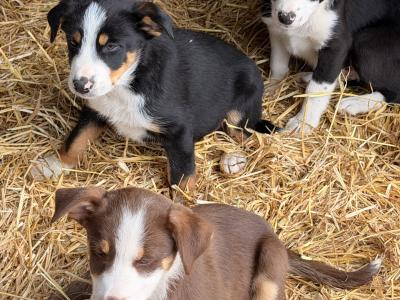 Border Collie Pups 9 weeks old on Aug 23rd BROWN FEMALE GONE