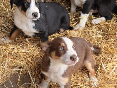 Border Collie Pups 9 weeks old on Aug 23rd BROWN FEMALE GONE