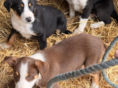 Border Collie Pups 9 weeks old on Aug 23rd BROWN FEMALE GONE