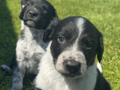 4 male Collie cross puppies in Galway