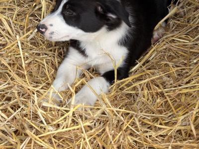 Border Collie Pups 9 weeks old on Aug 23rd BROWN FEMALE GONE