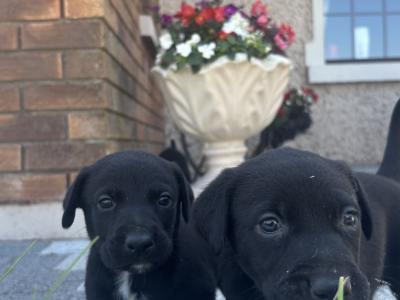 4 male Collie cross puppies in Galway