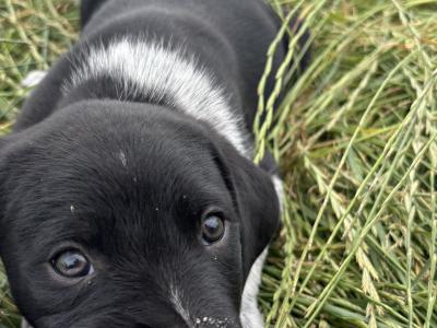 4 male Collie cross puppies in Galway