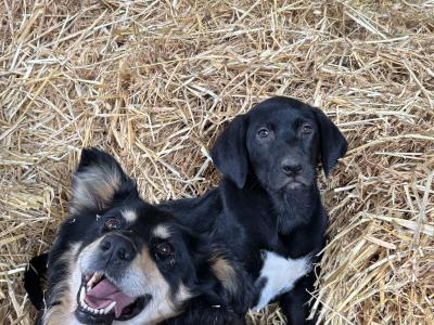 4 male Collie cross puppies in Galway