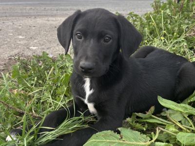 4 male Collie cross puppies in Galway