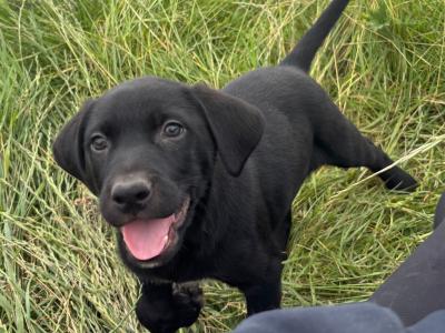 1 male Labrador x Border Collie puppies in Loughrea, Galway