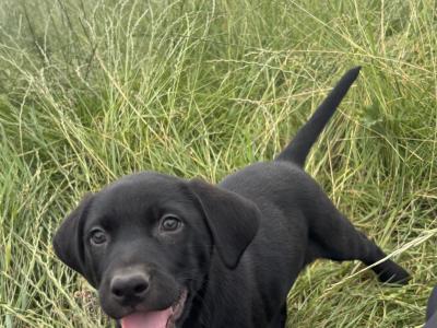 4 male Collie cross puppies in Galway