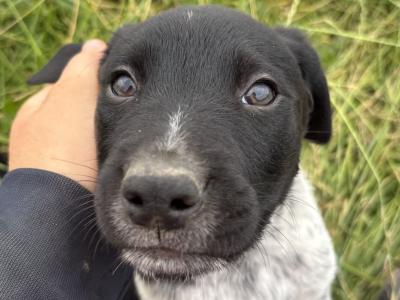 4 male Collie cross pointer puppies in Galway