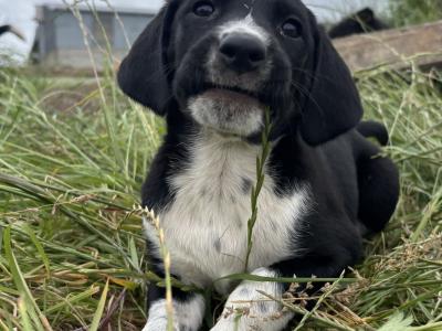 4 male Collie cross puppies in Galway