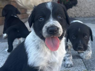 4 male Collie cross puppies in Galway
