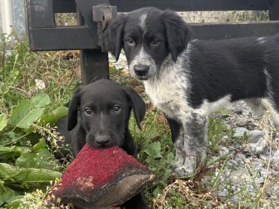 4 male Collie cross puppies in Galway