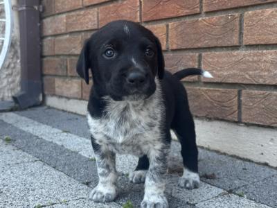 4 male Collie cross puppies in Galway
