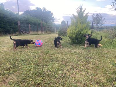*** Traditional Straight Back German Shepherd puppies in Laois ***