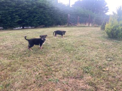 *** Traditional Straight Back German Shepherd puppies in Laois ***