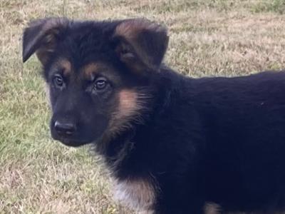 *** Traditional Straight Back German Shepherd puppies in Laois ***