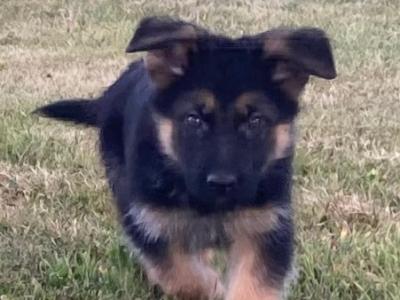 *** Traditional Straight Back German Shepherd puppies in Laois ***