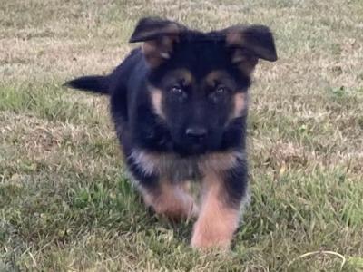 *** Traditional IKC Registered Straight Back German Shepherd puppies in Laois ***