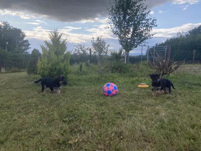 *** Traditional Straight Back German Shepherd puppies in Laois ***