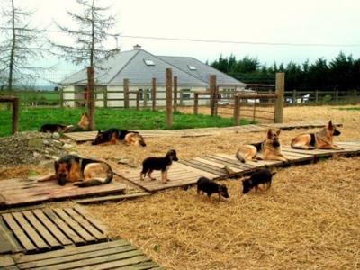 *** Traditional Straight Back German Shepherd puppies in Laois ***
