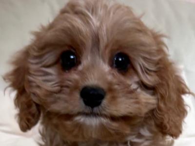 Cavapoo puppies