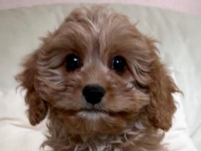 Cavapoo puppies in Kilkenny
