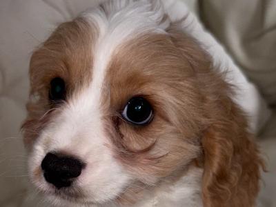 Cavapoo puppies