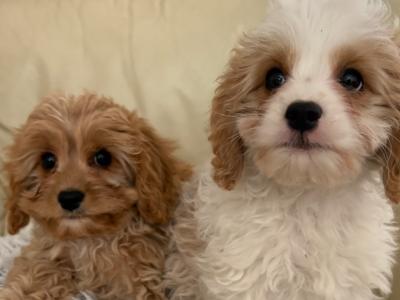 Cavapoo puppies