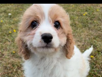 Cavapoo puppies