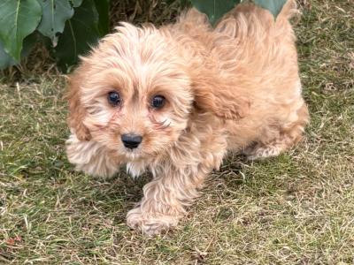 Cavapoo puppies
