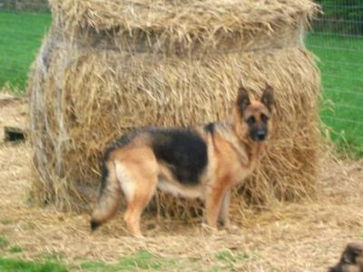 *** Traditional Straight Back German Shepherd puppies in Laois ***