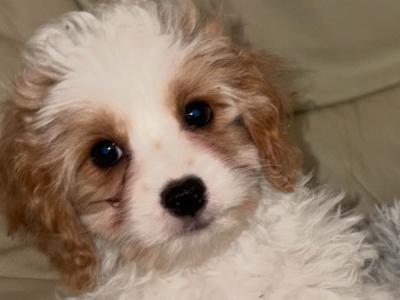 Cavapoo puppies