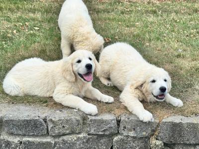 IKC Registgered Golden Retriever puppies in Tipperary