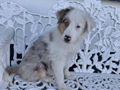 Blue Merle Border Collie puppies in Offaly