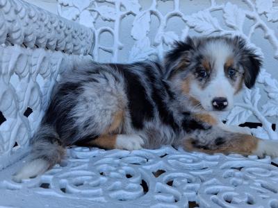 Blue Merle Border Collie puppies in Offaly